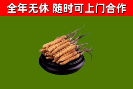 乐亭县烟酒回收冬虫夏草.jpg